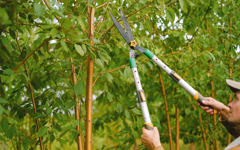Tree trimming in Adak, AK